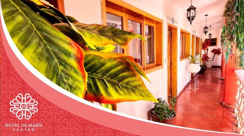 Hotel De Mariacentro San Cristobal de las Casas Luaran gambar